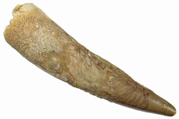 Fossil Spinosaurus Tooth - Real Dinosaur Tooth #258994